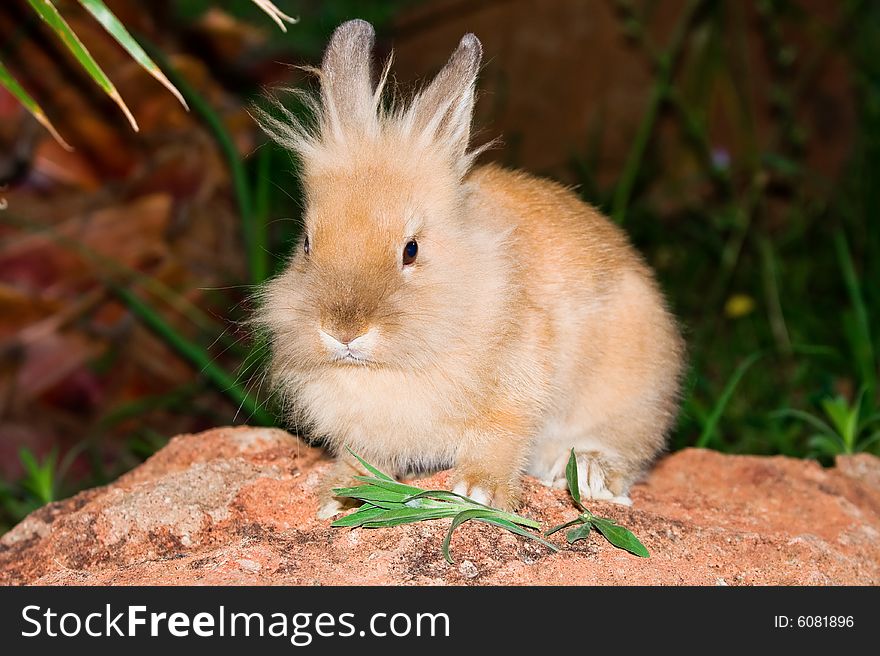 Little bunny sitting on the rock