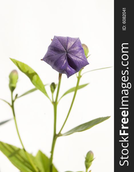 Close-up of isolated violet bellflower on white background