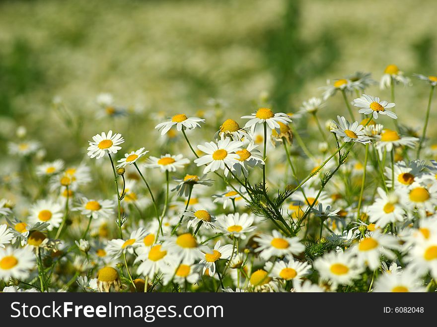 Blooming wild camomile flowers in the field