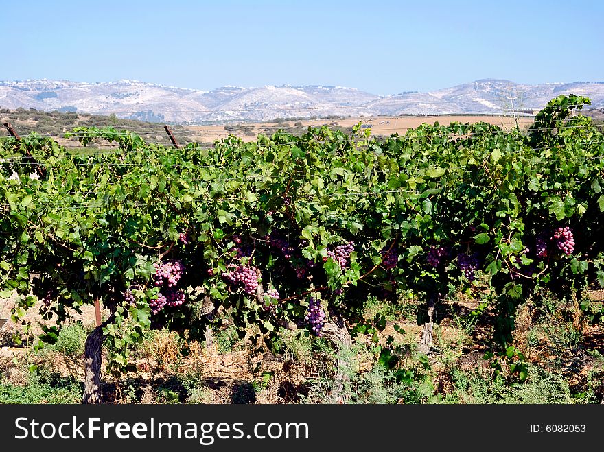 Red grapes vineyard on a landscape view
