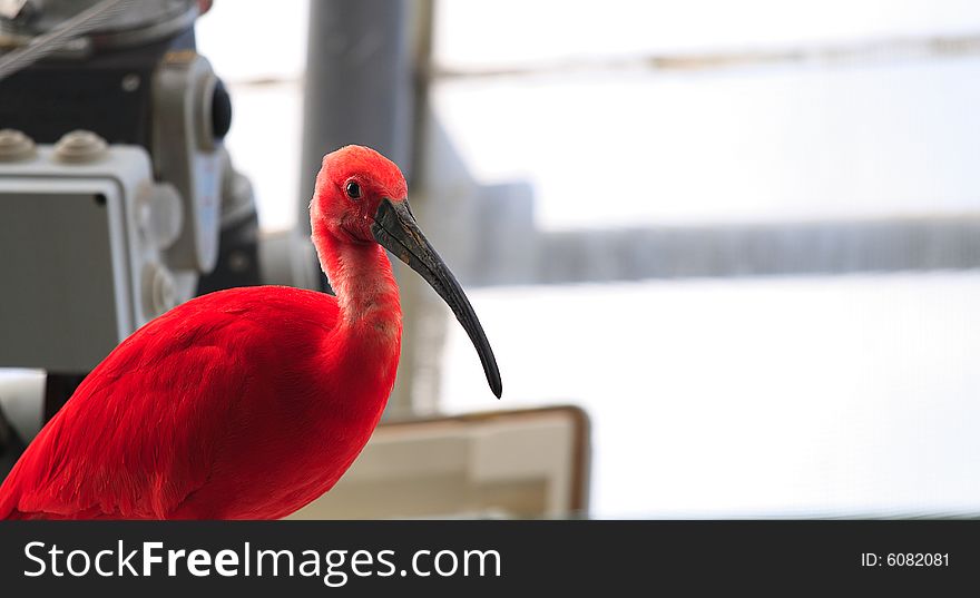 Dark red Ibis sitting in a zoo