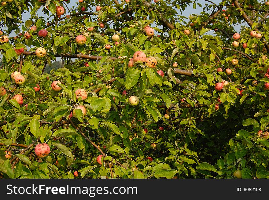 Apple-tree with ripe apples