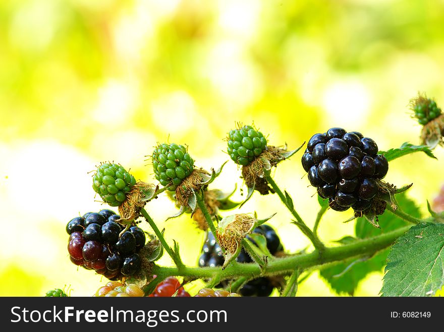 Ripening blackberries in a garden