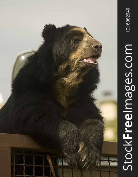 This bear is an inhabitant of Moscow zoological garden. This bear is an inhabitant of Moscow zoological garden