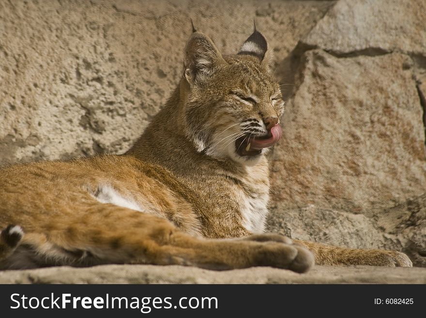 Satisfied Lynx