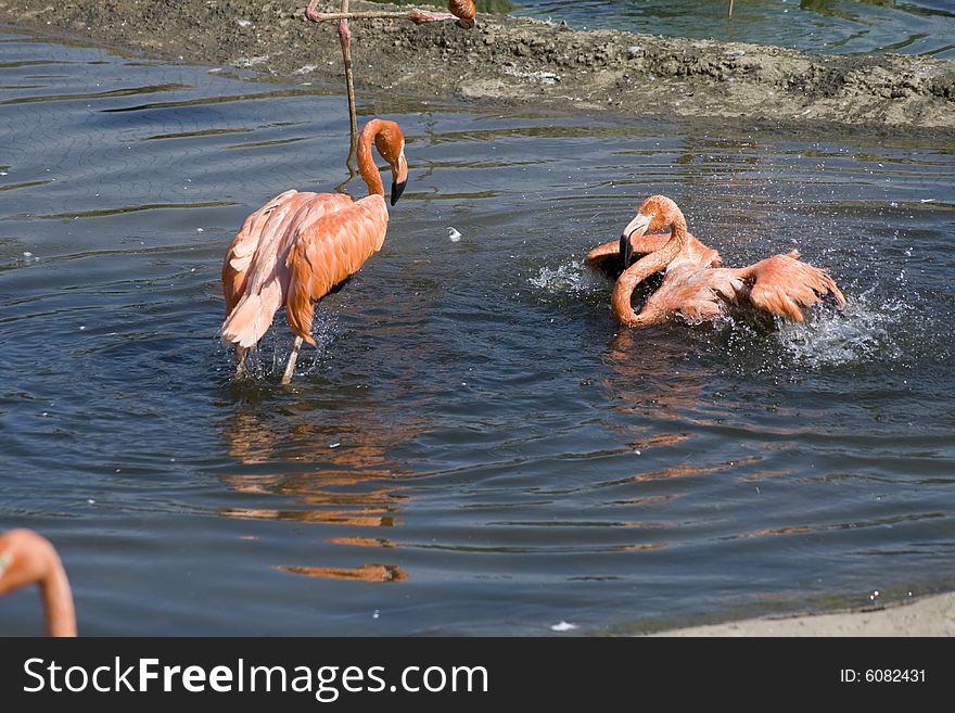 Flamingo Have A Bath