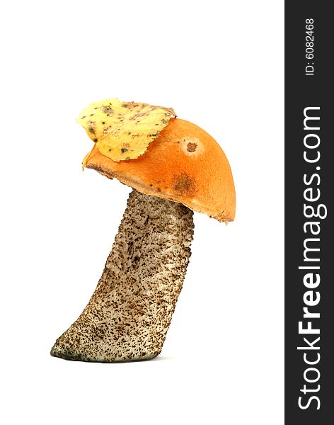 Orange-cap boletus, mushroom, yellow leaf