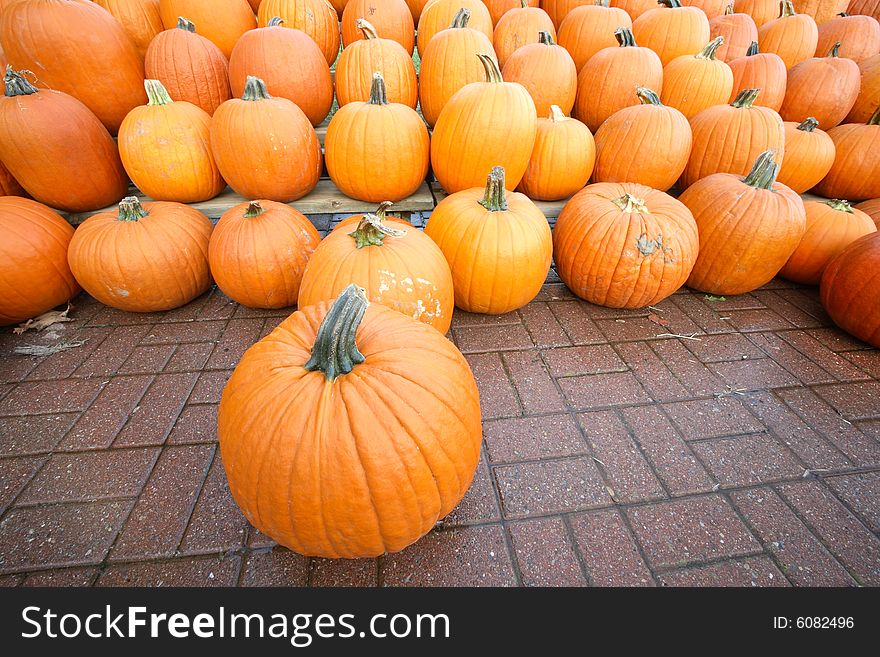 Rows of pumpkins. Autumn