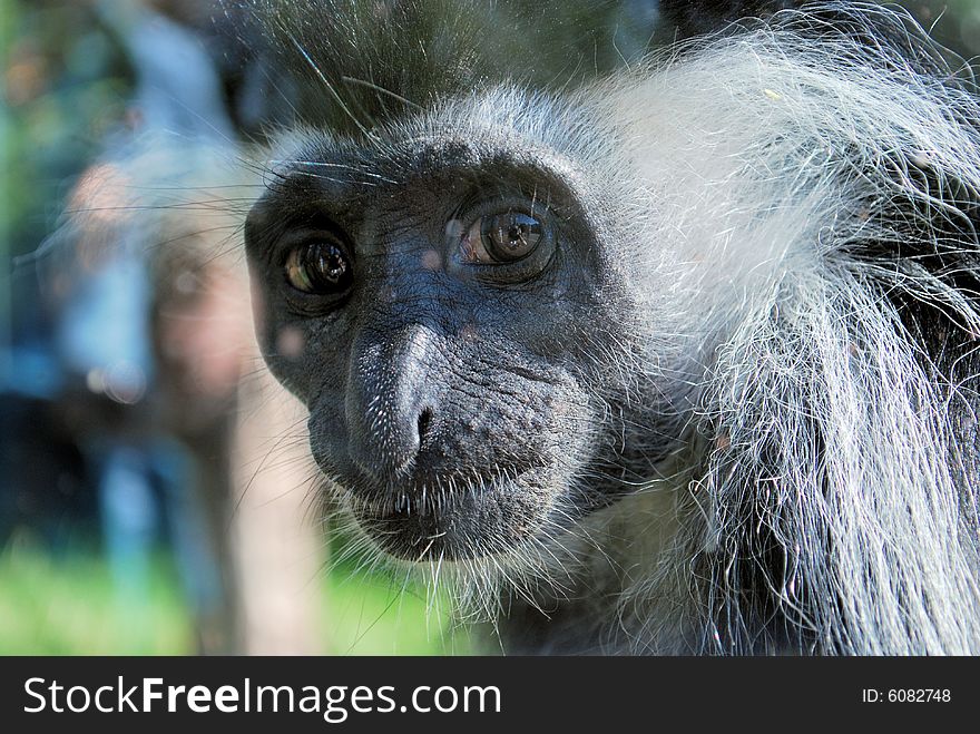 Photo of a monkey shot with a macro lens. Photo of a monkey shot with a macro lens