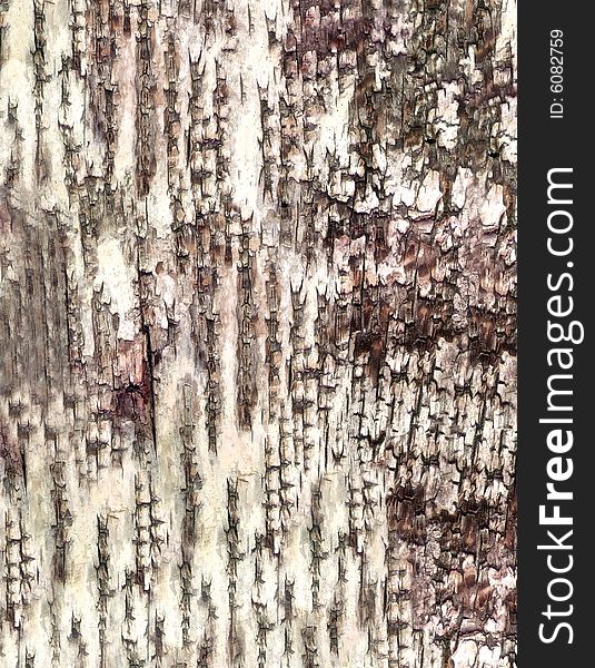 Close-up Bark Of Birch Texture