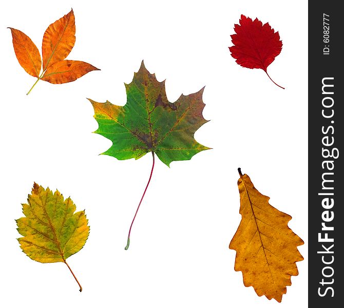 Full-size Composite Of Various Autumn Leaves