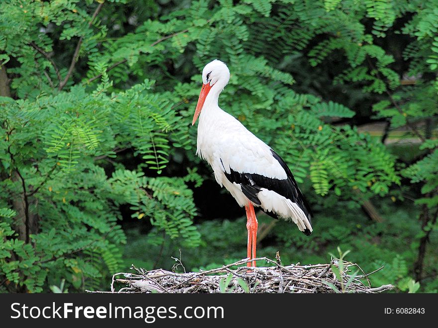 White stork on the nest