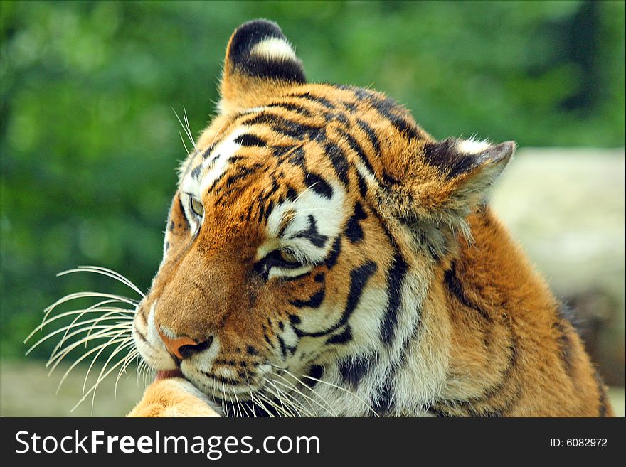 Photo of a tiger - close up