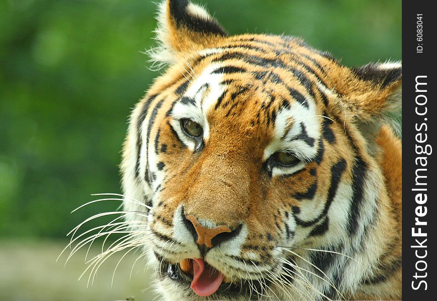 Photo of a tiger - close up