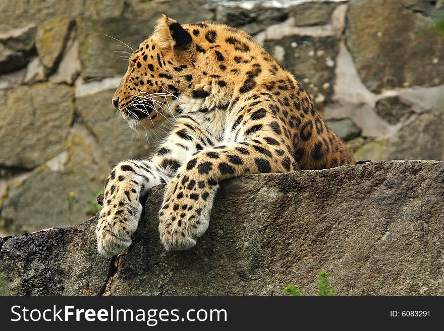 Photo of a amur leopard resting on a rocky ledge