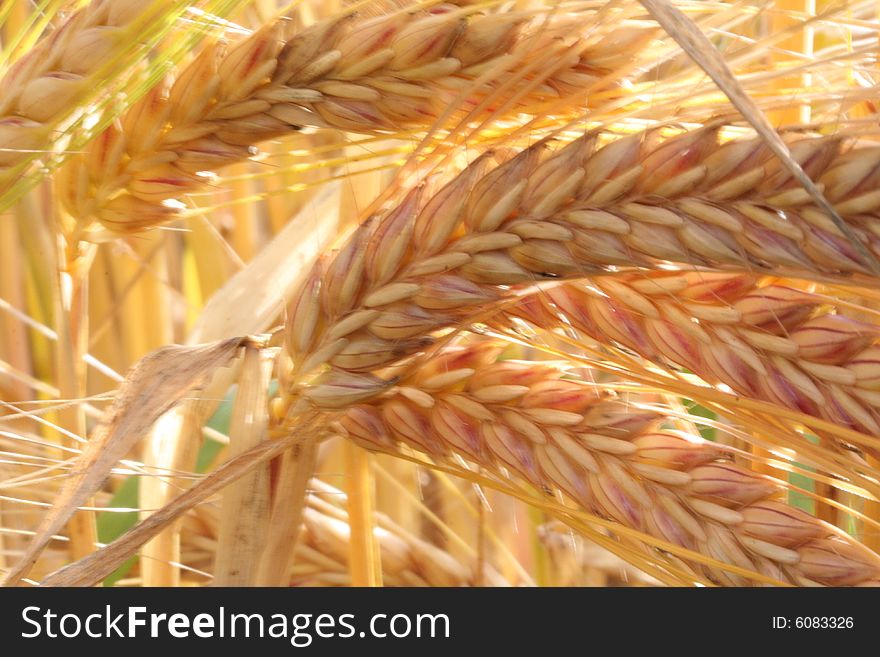 Field of wheat crop in Scotland. Field of wheat crop in Scotland