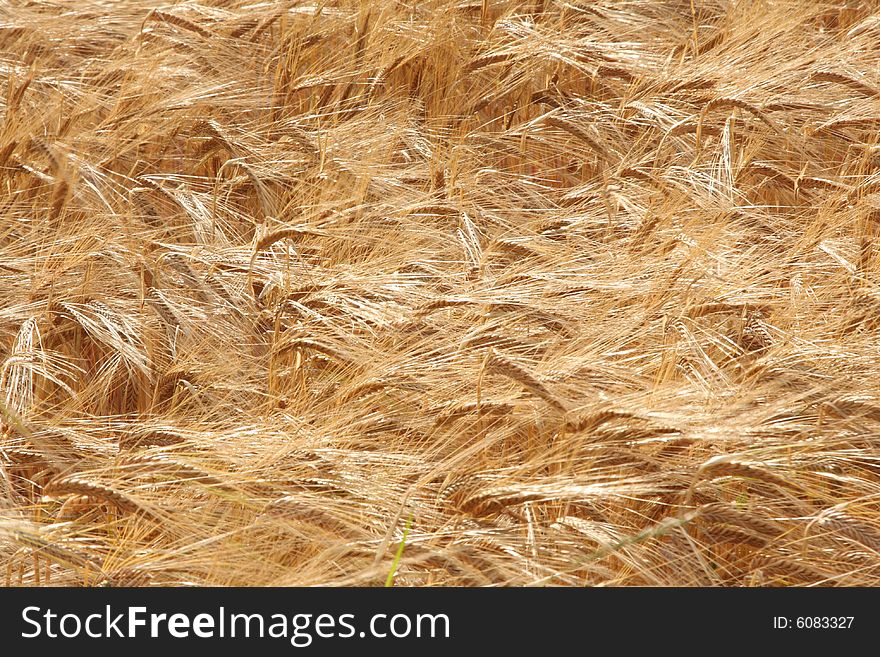 Field of wheat crop in Scotland. Field of wheat crop in Scotland