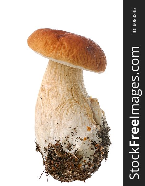 White mushroom isolated on white