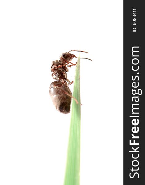 Ant on grass isolated on white