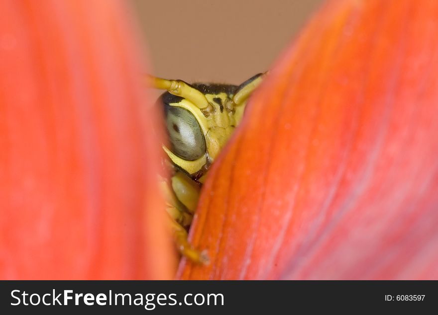 A detail of a tiny wasp hiding in the leaves of a flower