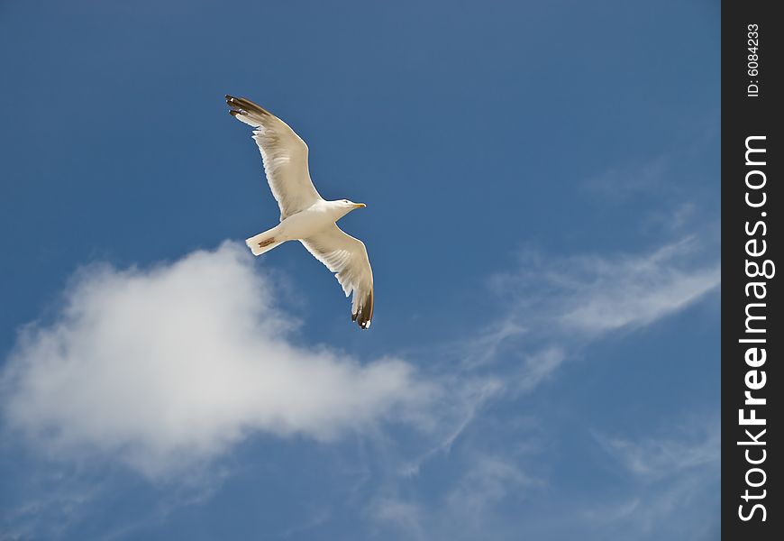 Classic gull flying over the sea. Classic gull flying over the sea