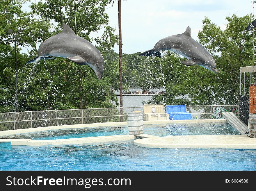 Two dolphins jumping through the air