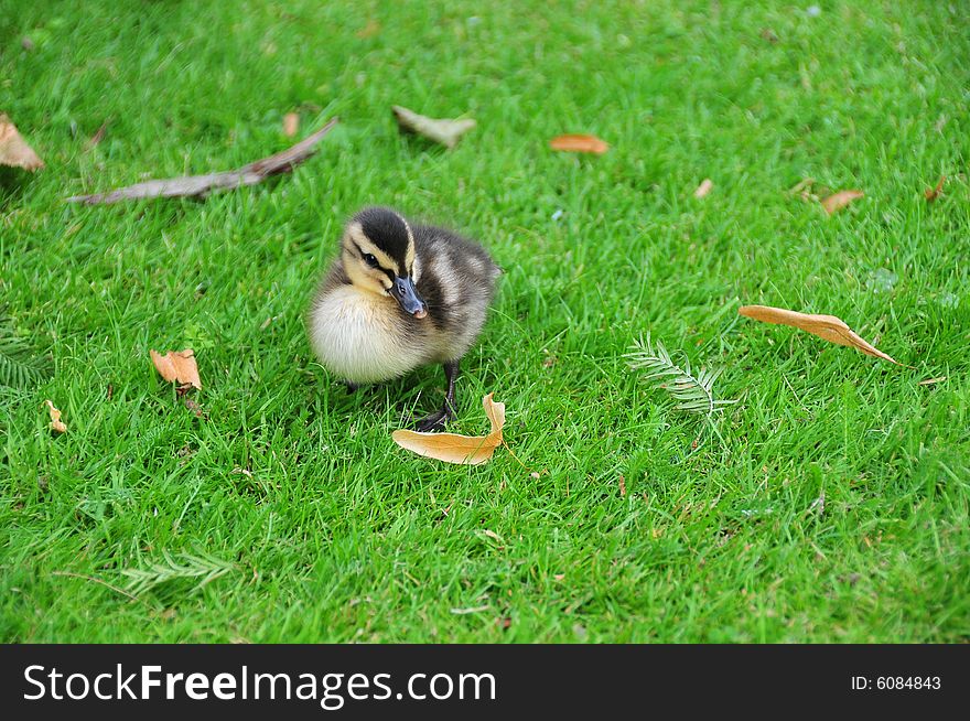 The cuddly duckling