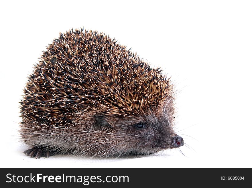 Photo of hedgehog on white background