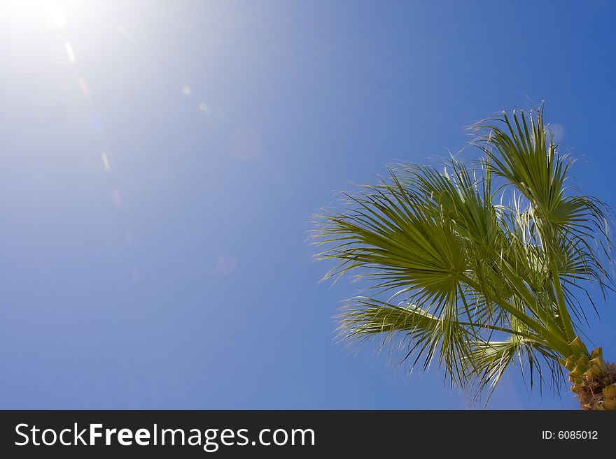 Palm branches against the blue sky. Palm branches against the blue sky