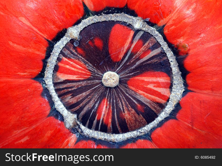 Bottom of a red  pumpkin on white background. Bottom of a red  pumpkin on white background.