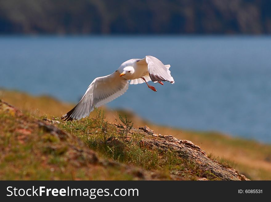 Bird in flight over the ground. Bird in flight over the ground