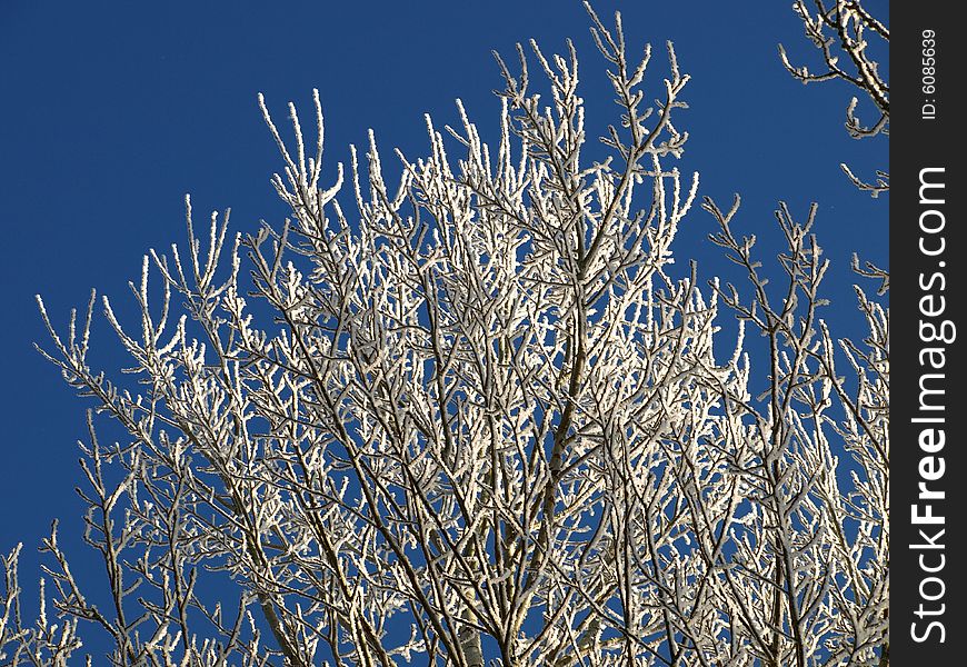 Tree with hoarfrost with blue sky