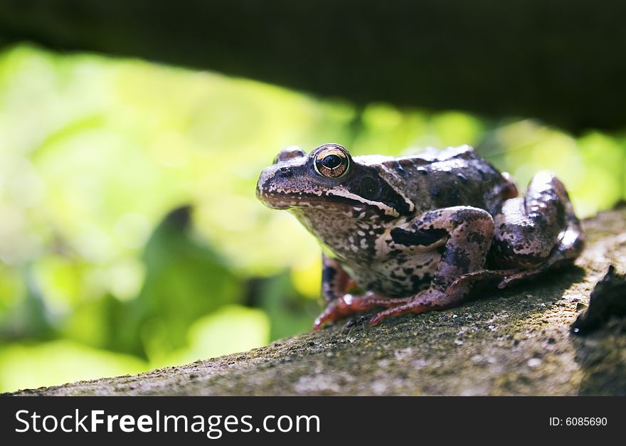 Frog in nature outdoor with on green background