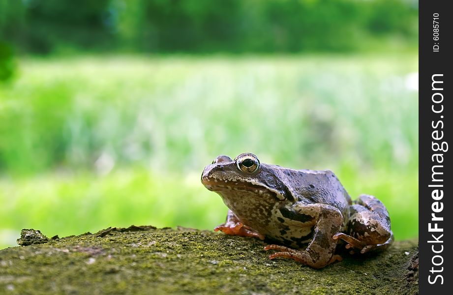 Frog in nature outdoor with on green background. Frog in nature outdoor with on green background