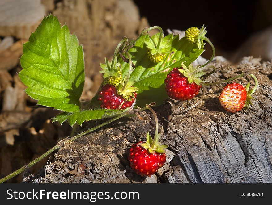 Red strawberry on stump. Summer time.