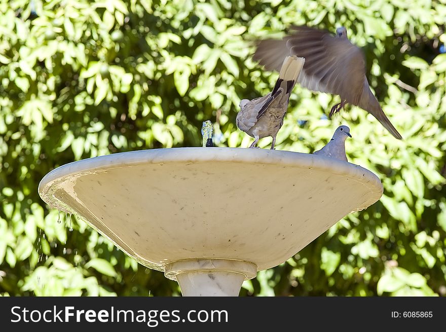 Fountain of marble with doves refreshing itself in the water. Fountain of marble with doves refreshing itself in the water