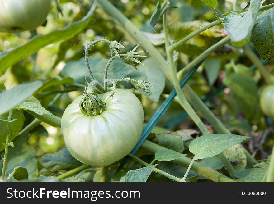A plump green tomato ripening on the vine