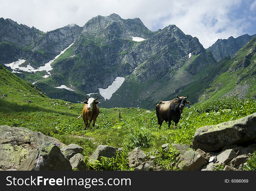 Bull and cow. The Alpine meadows. Abkhazia
