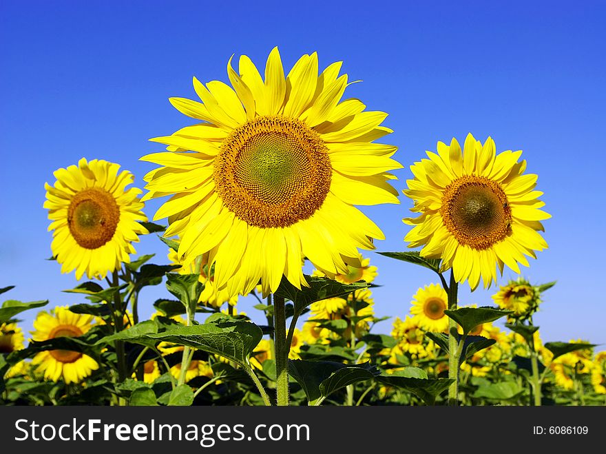 Field of flowers of sunflowers