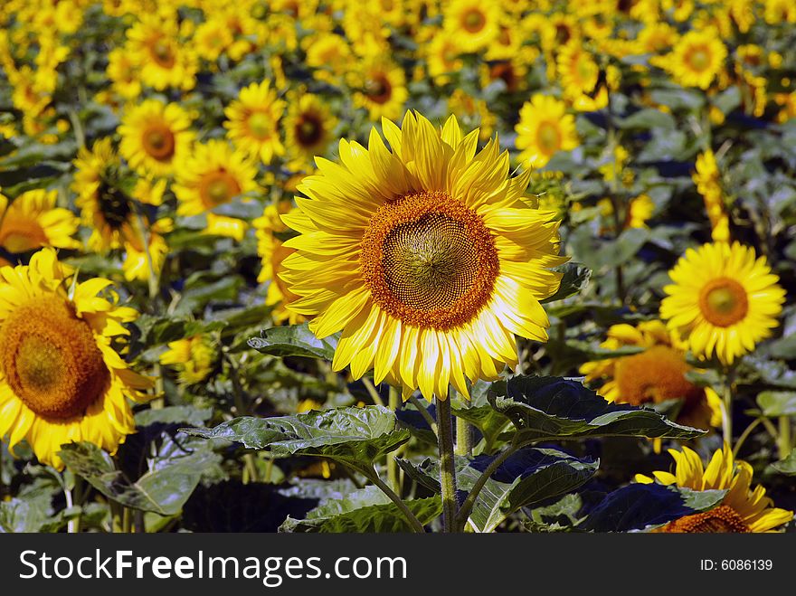 Field of flowers of sunflowers