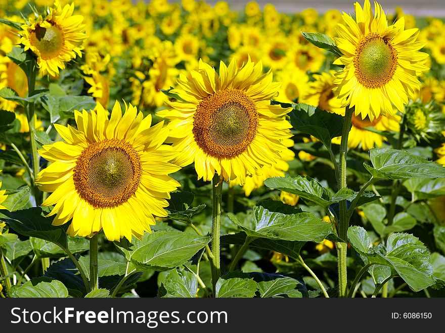 Field of flowers of sunflowers