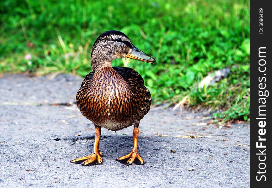 Duck walking on a pavement