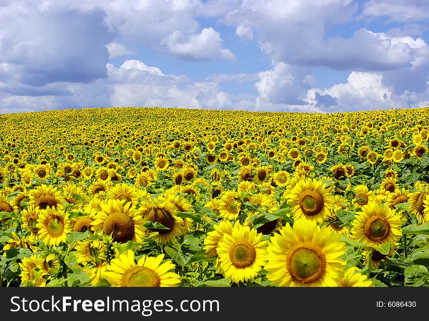 Field of sunflowers on Ukraine