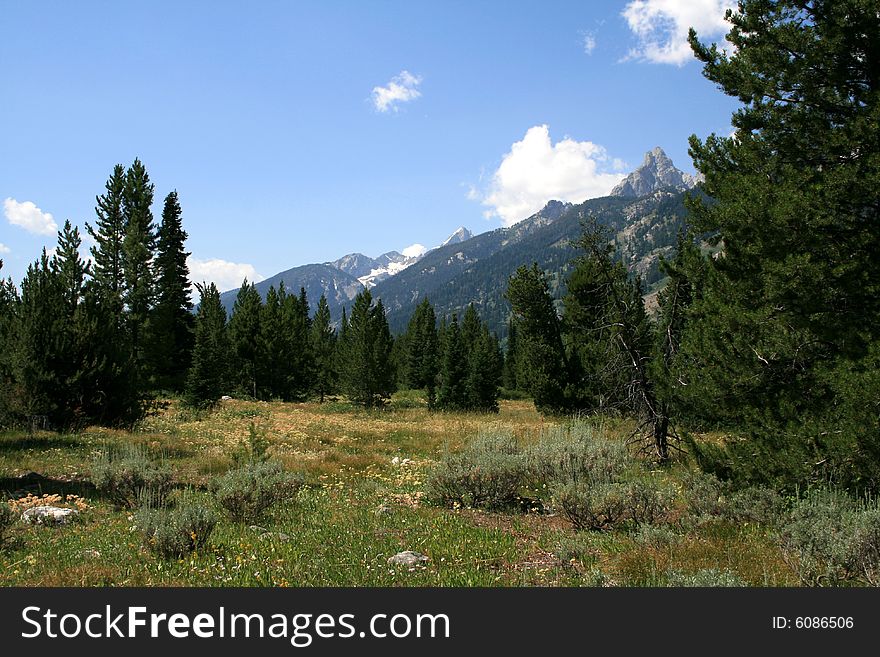 Rocky mountains and forest in Grand Teton national park