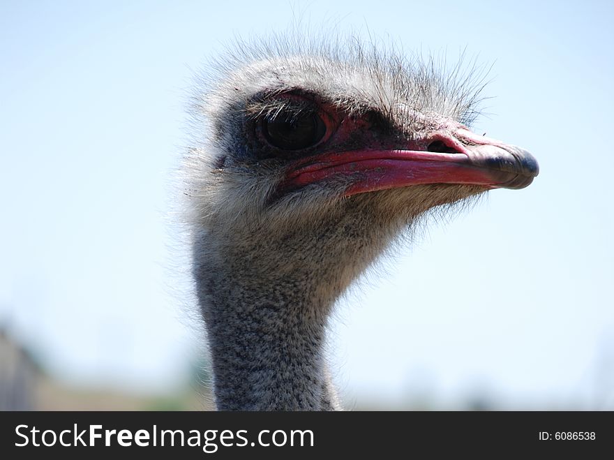 Black ostrich on a farm