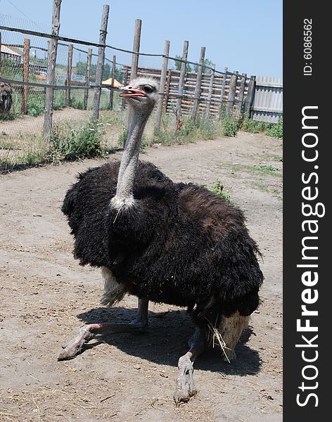 Black ostrich on a farm