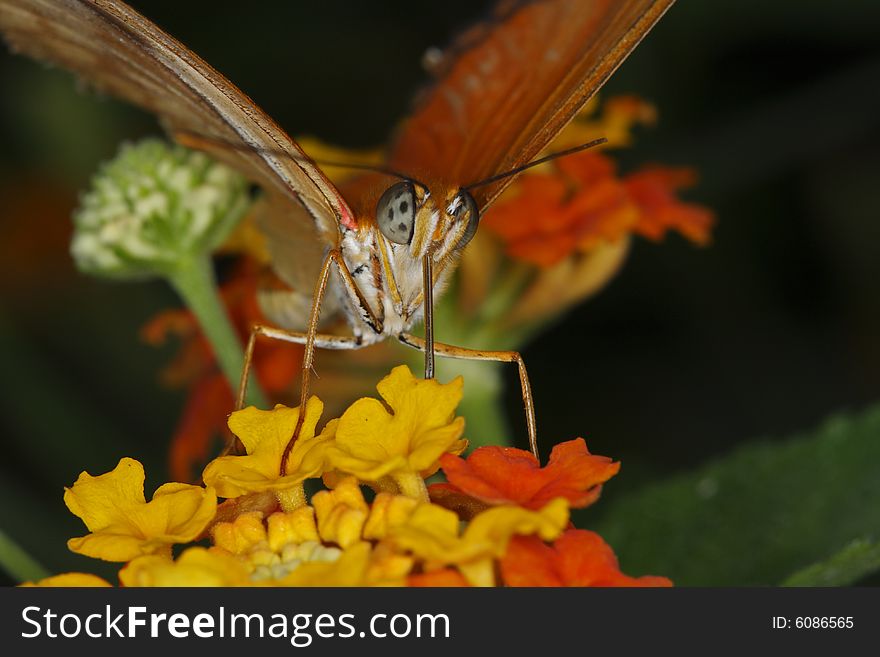 Julia (Dryas Julia) feeding on flowers in the garden. Julia (Dryas Julia) feeding on flowers in the garden