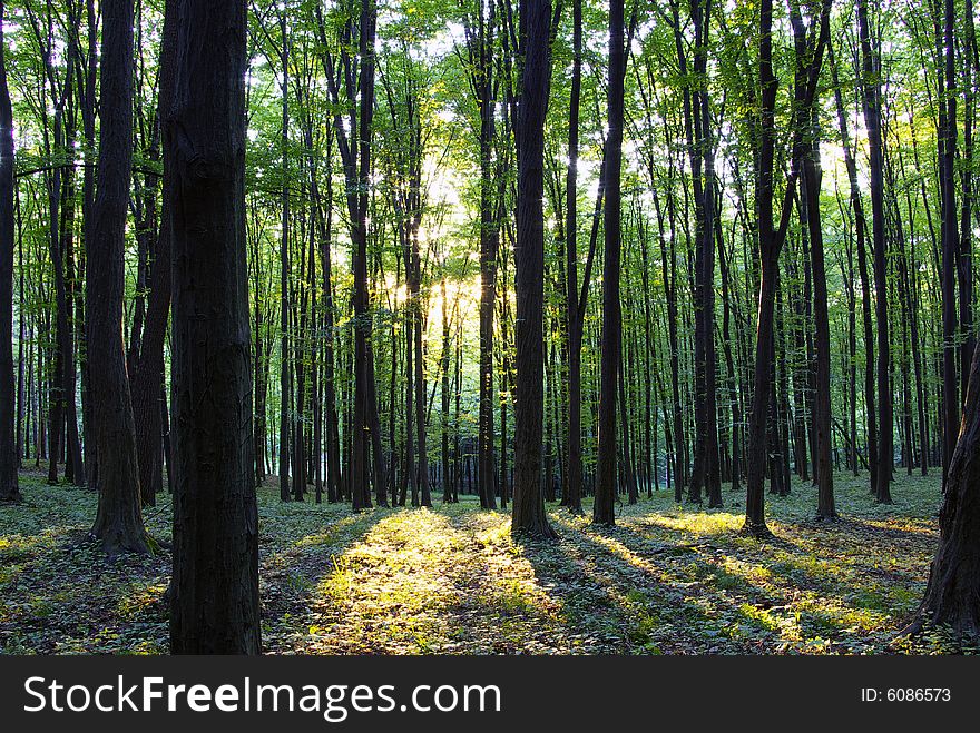 A rural road through a forest full of trees.