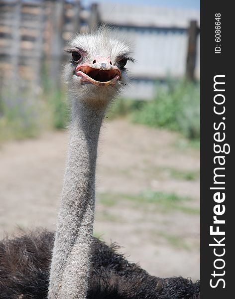 Black ostrich on a farm