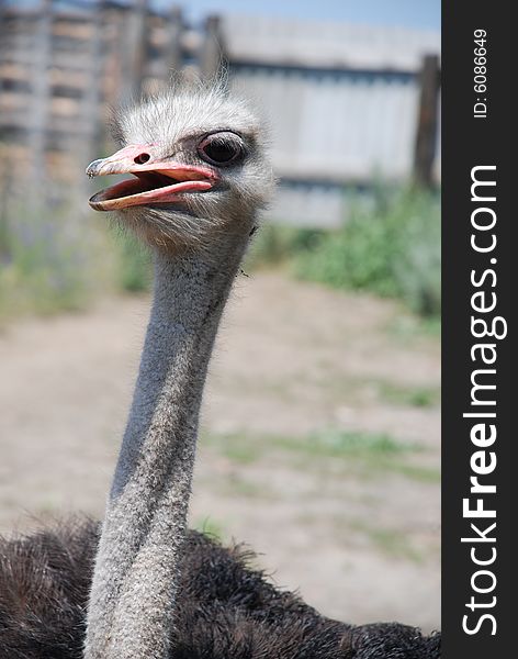 Ostrich